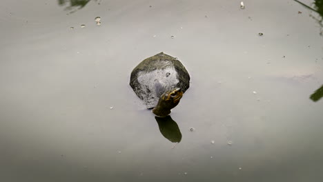 cute turtle on the lake in benjakitti forest park (benchakitti) in bangkok, thailand. high angle shot