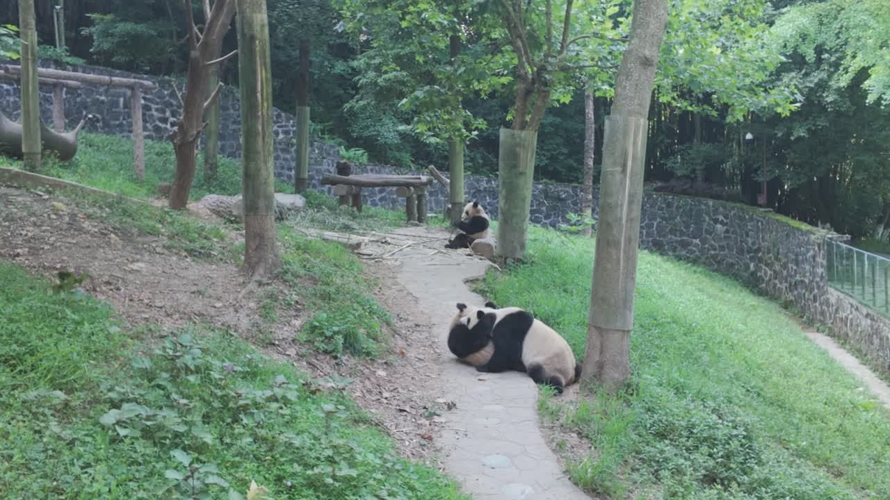 Mladé aktivní pandy zápasící ráno, Panda centrum Dujiangyan, Čcheng-tu, Čína.