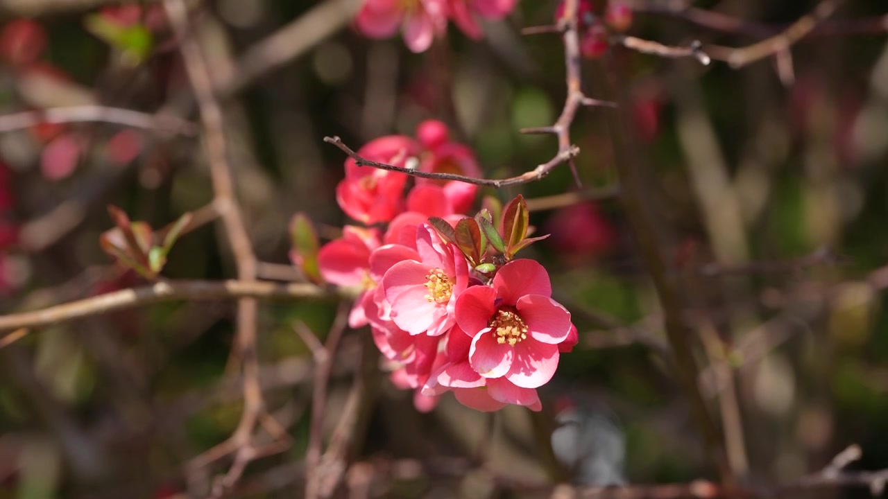 春の裸の枝に満開に咲く、鮮やかな赤とピンクのマルメロの花（黄色い雄しべ付き）のクローズアップ。