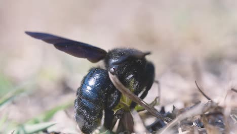 Zeitlupen-Makroaufnahme-Einer-Blauen-Biene-Oder-Hummel,-Violette-Holzbiene-Xylocopa-Violacea,-Die-Eine-Blume-Bestäubt-Und-Die-Gelben-Nektarnährstoffe-Aus-Einer-Blume-Nimmt-Und-Dann-Davonfliegt