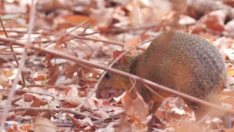 Agouti-Fressen-Während-Der-Dürrezeit-Samen-Im-Pantanal