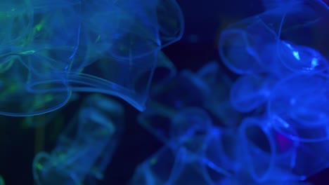 bottle falling down loop of slow motion in background.plastic pollution in sea.video 4k resolutions.