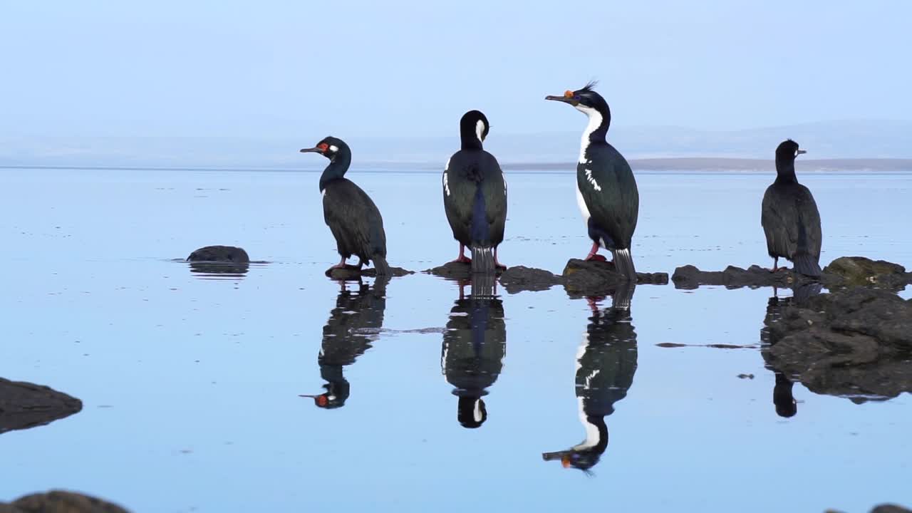 Cormorans assis et nageant près de l’eau