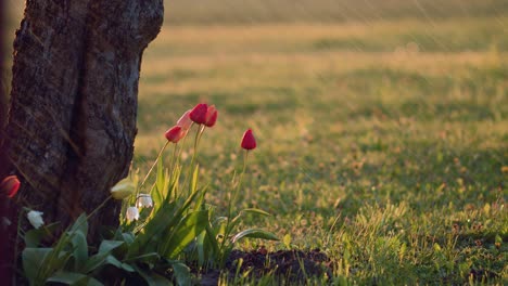 Sommerabendregenschauer-Im-Goldenen-Stundenlicht-Des-Sonnenuntergangs-Mit-Baum-Und-Tulpen