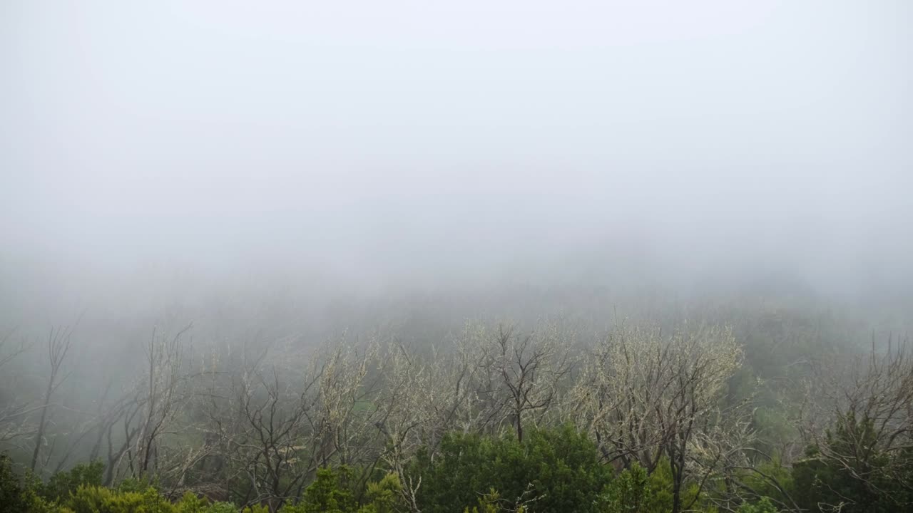안개와 연기에 오래된 어두운 숲의 극적인 실루