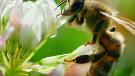 Abeja-Polinizando-Hermosas-Flores-De-Lirio-De-Calla-En-El-Jardín