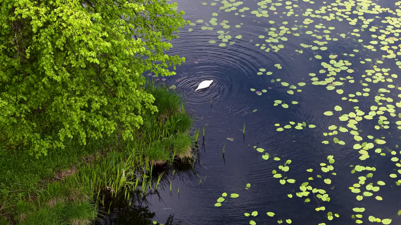 Aerial view of a swan swimming gracefully through a lily pad-covered wetland pond in Aarhus, Denmark