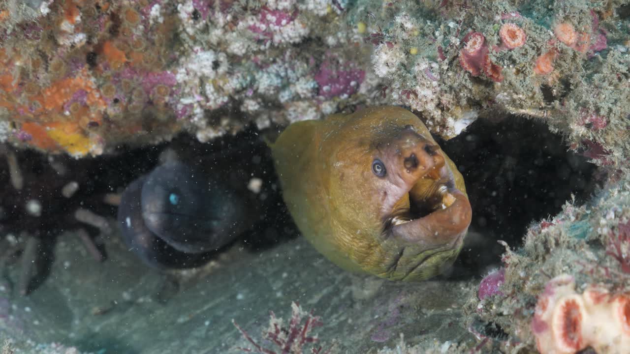 Een groep murenen zoekt bescherming tegen roofdieren door een spleet te delen in een kleurrijke rifstructuur diep in de oceaan. Mariene wetenschap