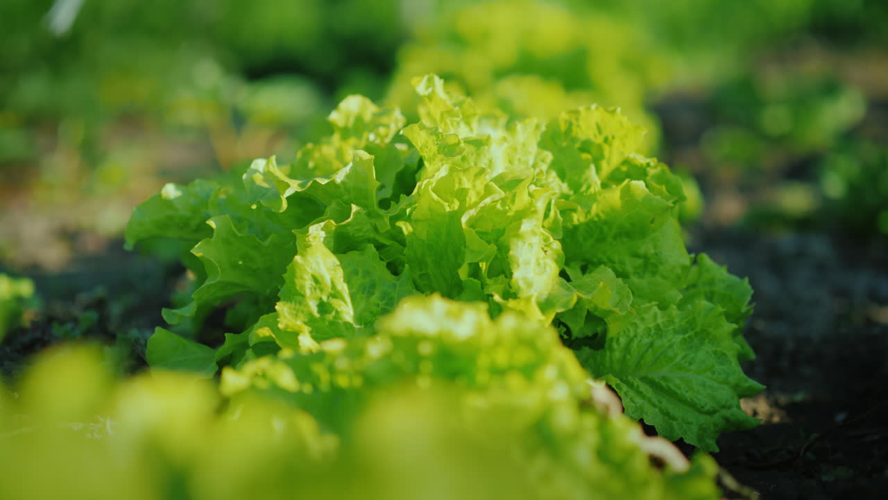 그들의 침대에서 신선한 야채 여성의 손은 양상추 잎을 찢어 신선한 유기농 농산물