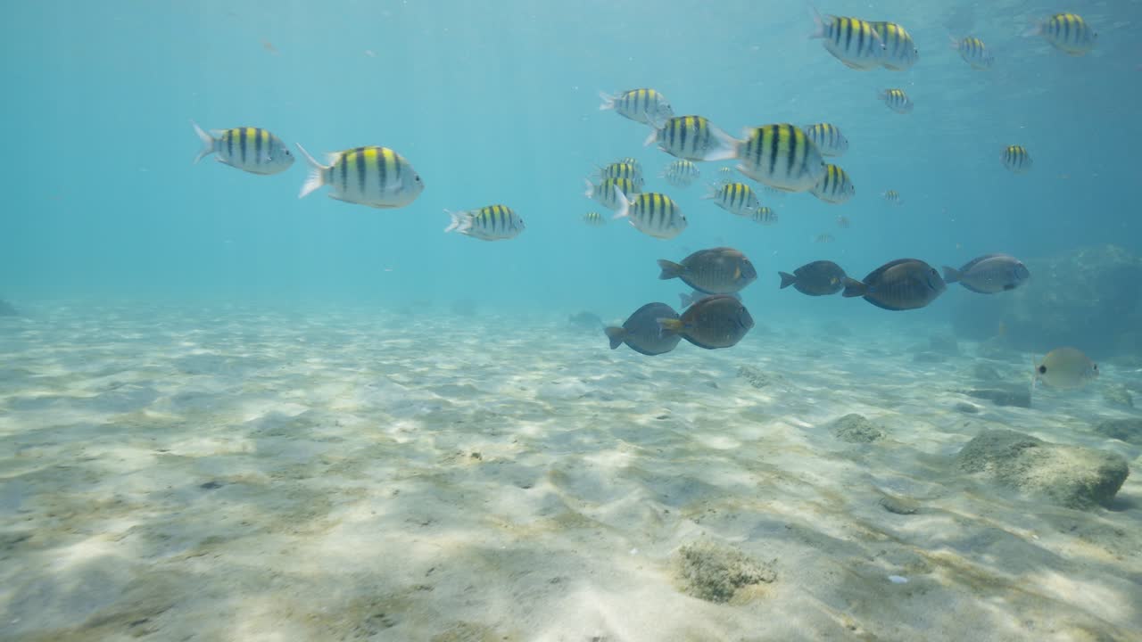 Vista subacquea di pesci sergente maggiore e pesci chirurgo che nuotano lungo il fondale oceanico tropicale