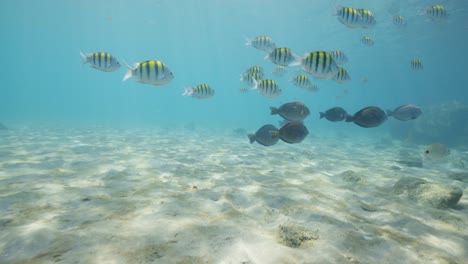 underwater view of sergeant major fish and tangs swimming along tropical ocean floor