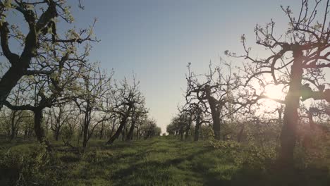 Low-drone-dolly-at-sunrise-within-apple-orchard-in-bloom-in-springtime