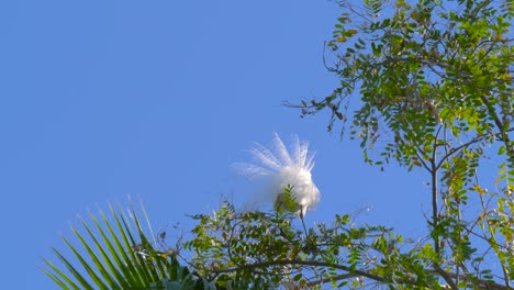 heron sits on the top of the tree