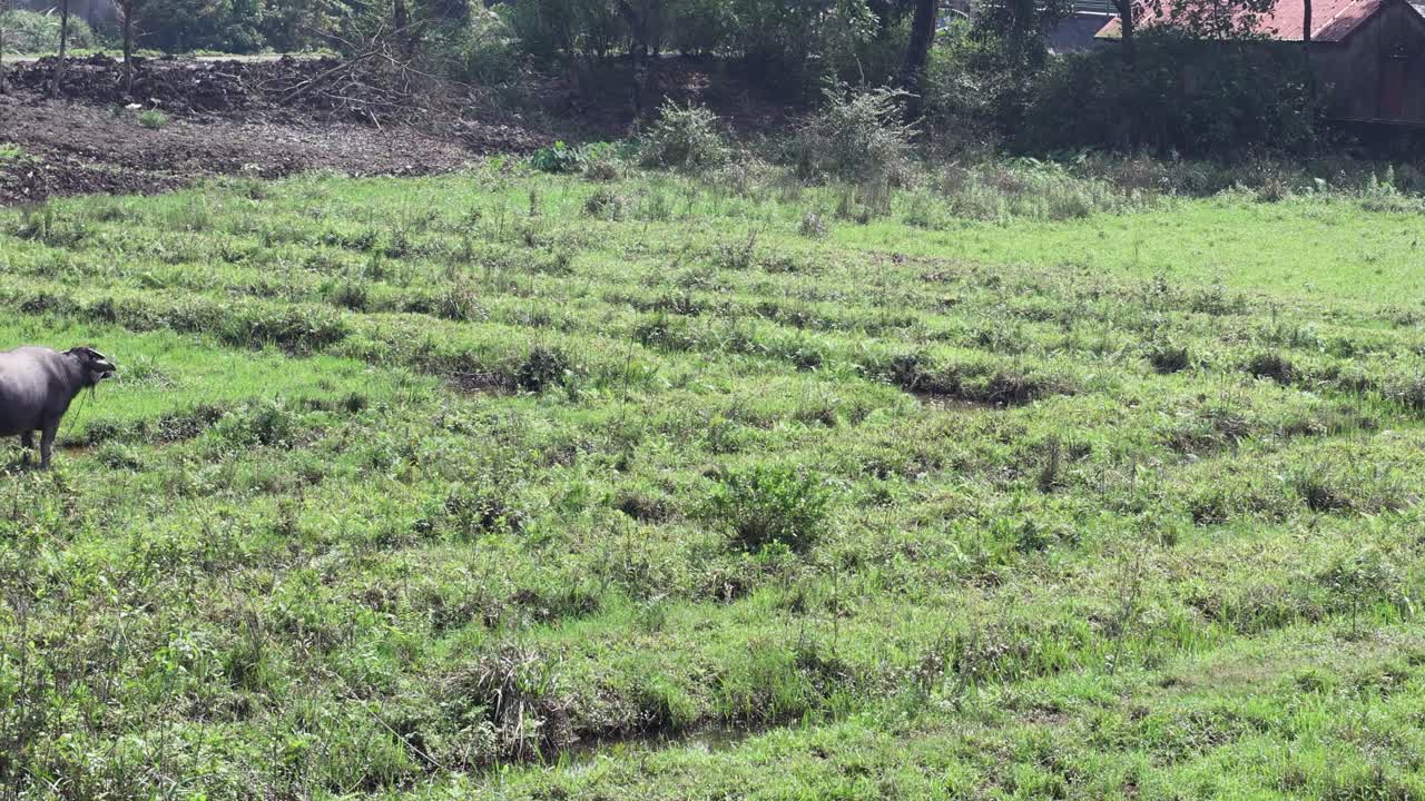 un búfalo caminando y pastando en un campo