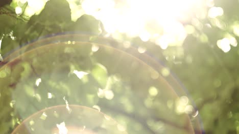 bokeh light from the sun through the leaves