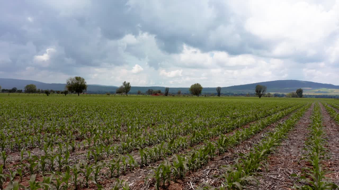 Aerial low sliding overview of vast rows of perfectly healthy young organic corn field with natural fertilizer and mountains in the background