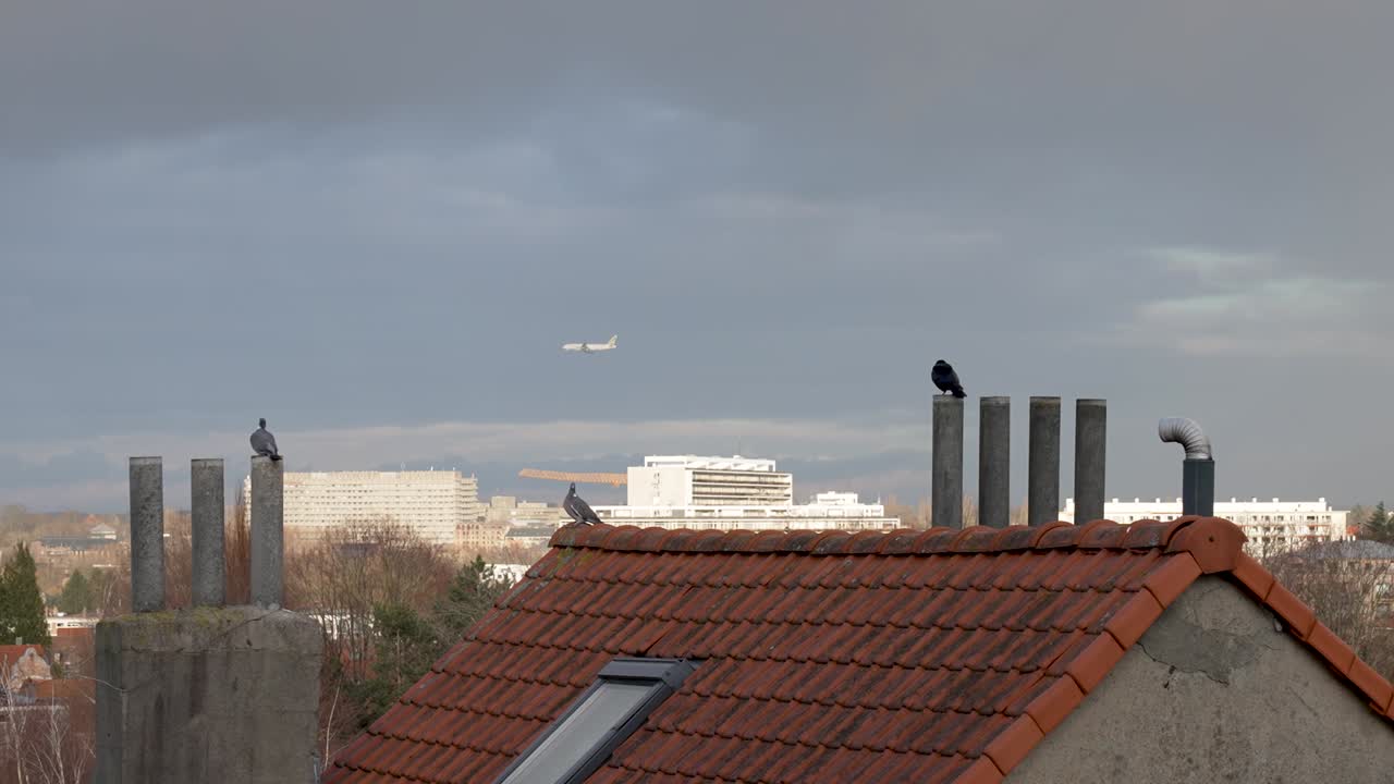 un cuervo y dos palomas se sientan pacíficamente sobre una casa de techo rojo, un avión de pasajeros vuela en la distancia