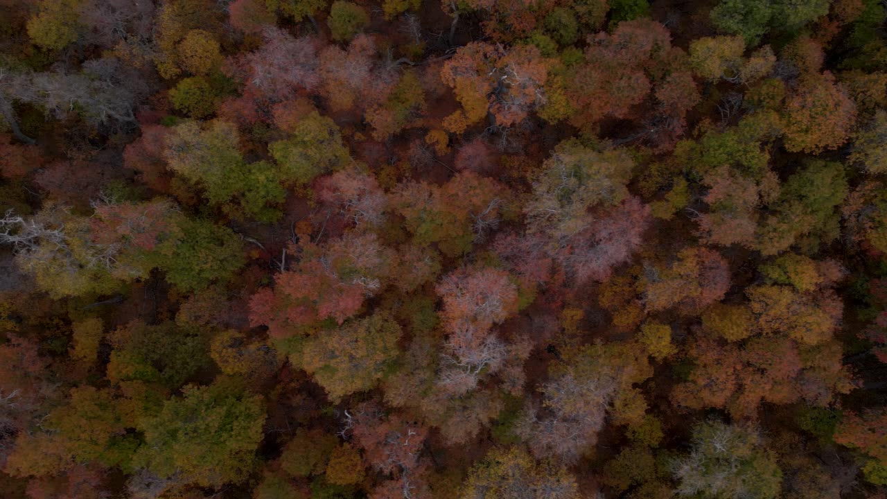 Aerial look down shot gliding through a colorful oak forest in autumn, showcasing sharp red, yellow, and orange leaves with vibrant seasonal foliage.