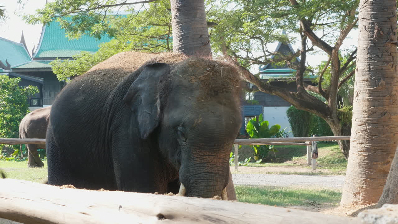 공원 에 있는 코끼리