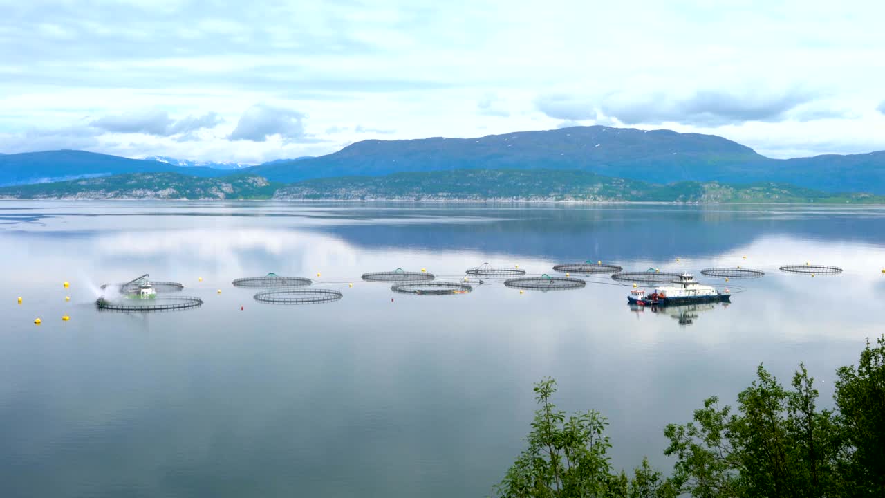 연어 농장  ⁇ 시