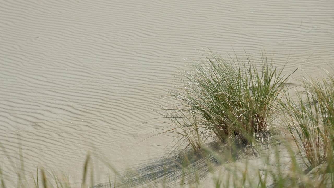 Grass on a sand dune blows in the wind on a beach in Norway on the North Sea. Next to the grass, the wind has also piled up the sand in waves