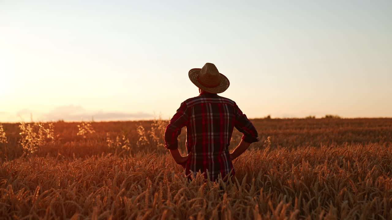 Rear view of a man in a hat and checkered shirt standing in the field. Farmer looks at the field holding hands on his hips.