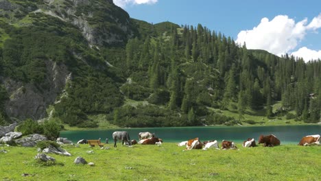 Wide-angle-clip-of-Cows-lazing-along-a-lakeside-in-Tyrol-Austria