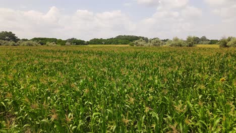 flying over cornfield on windy summer day