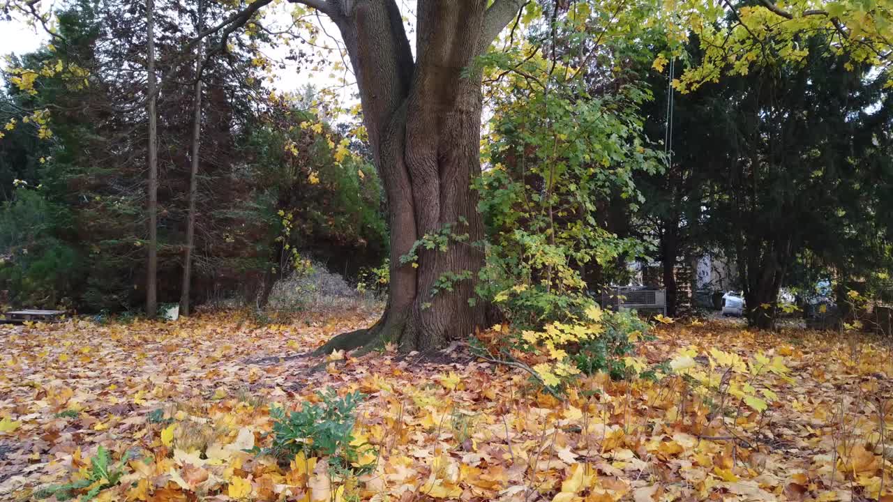 Pan to right in a Park in Berlin Germany Nature dead leaves trees colors of Autumn HD 30 FPS 7 sec