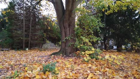 Schwenk-Nach-Rechts-In-Einem-Park-In-Berlin,-Deutschland,-Natur,-Tote-Blätter,-Bäume,-Farben-Des-Herbstes,-HD,-30-Fps,-7-Sek