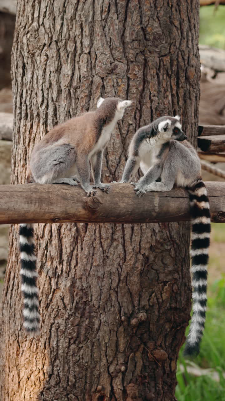 Two Ring-Tailed Lemurs on a Tree Branch