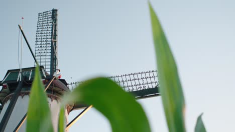 Aufwärtsansicht-Der-Stare,-Die-Im-Windmühlensegel-Thront