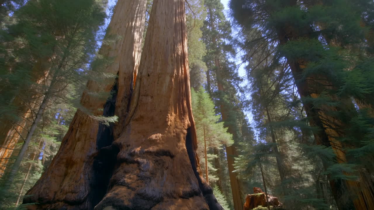 Panoramica verso l'alto di un'imponente sequoia in una foresta verde