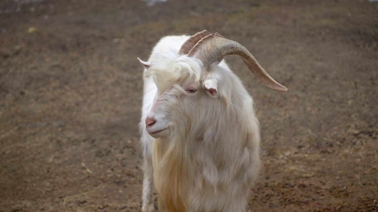 Capra bianca con le corna e una lunga barba su un terreno marrone in un recinto agricolo all'aperto, che guarda di lato - slow motion, primo piano