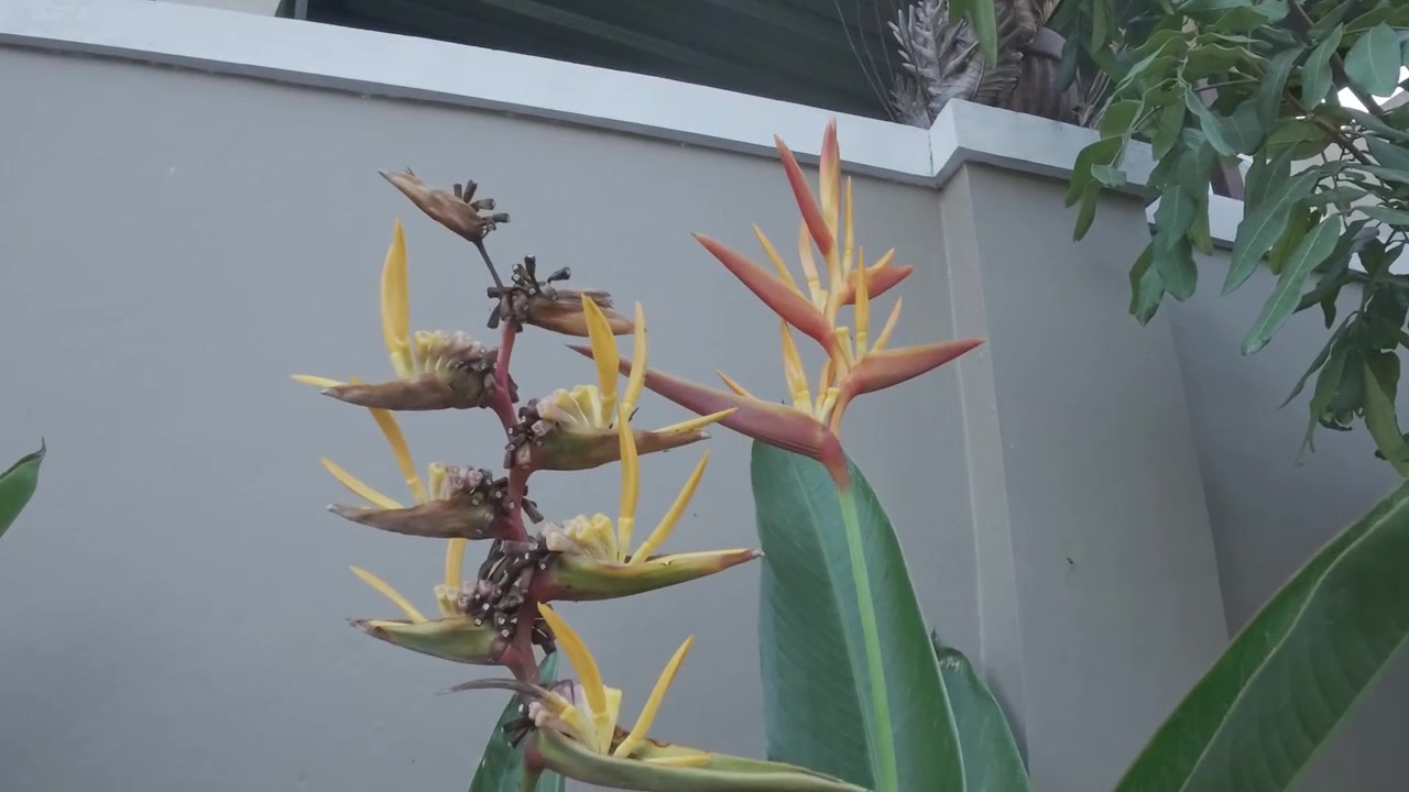 Fiore di Heliconia in fiore in un giardino tropicale