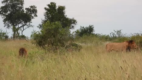 lions rest next to a bush in the african savannah of kruger national park