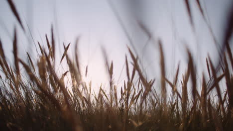 Nahaufnahme-Von-Langem-Gras,-Das-Bei-Sonnenuntergang-Im-Wind-Weht-3