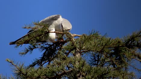 black shouldered kite cleaning beak after eating a mouse