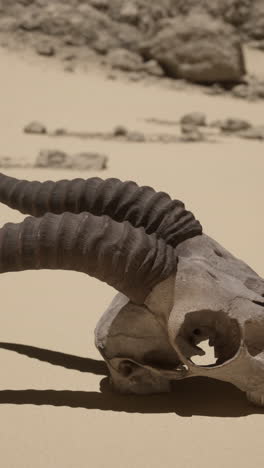 animal skull in a desert landscape