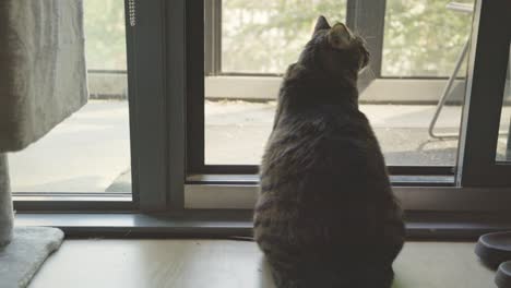 rear of a fluffy cat looking outside the glass sliding door at home