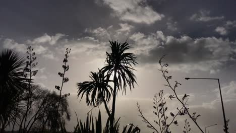 Palm-trees-and-long-stems-silhouetted-against-the-cloudy-sky-while-swaying-the-breeze