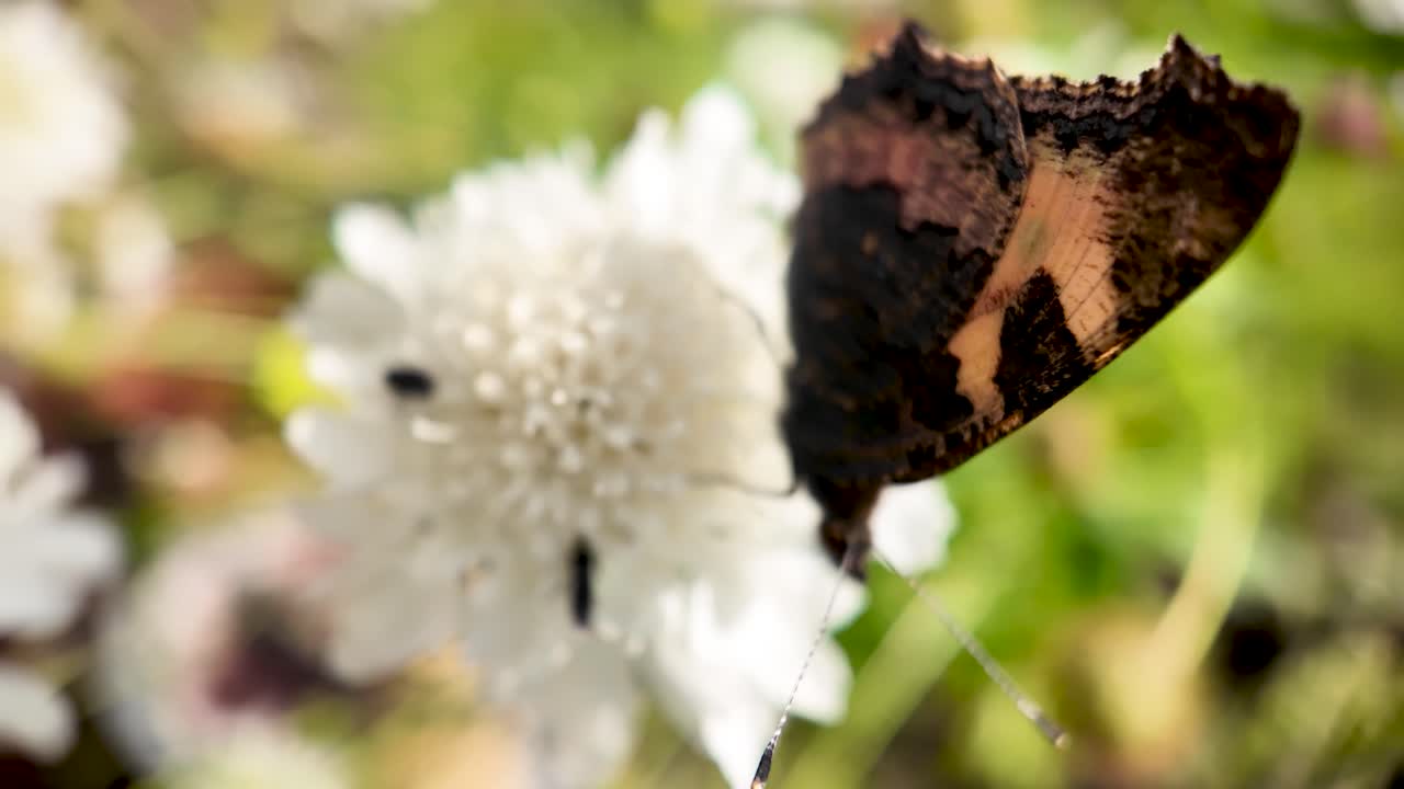 Butterfly feeding on white Scabiosa flower, collecting pollen in a summer garden