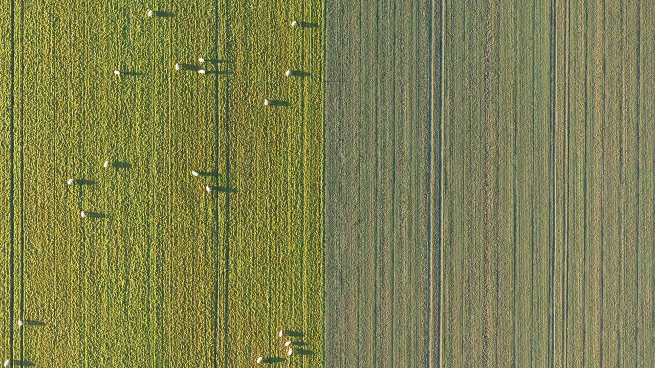 disparo de arriba hacia abajo de ovejas pastando en un campo de hierba