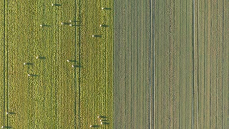 Drohnenaufnahme-Von-Oben-Nach-Unten-Von-Schafen,-Die-Auf-Einem-Grasfeld-Grasen