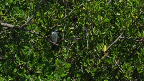 Camera-zooms-out-as-this-kingfisher-is-hiding-in-the-foliage-of-a-mangrove-tree-in-the-forest,-Collared-Kingfisher-Todiramphus-chloris,-Thailand