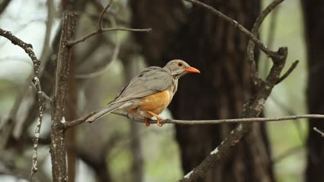 a kurrichane thrush sitting on a little branch without leaves, kruger national park.