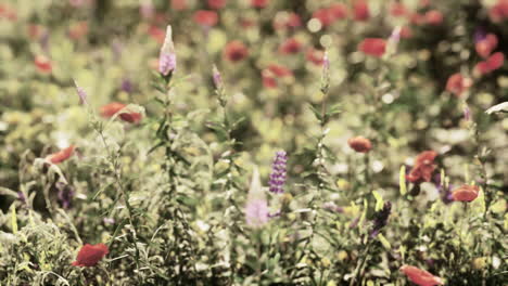 wild flower garden with poppies with morning sunlight