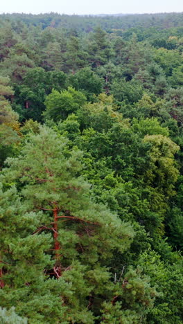 summer green trees of forest background. beautiful panoramic view over the tops of mixed trees. peaceful woodland. aerial view. vertical video
