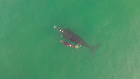 Aerial-view-of-Southern-Right-Whale-and-newborn-calf-in-False-Bay-at-Fish-Hoek,-South-Africa