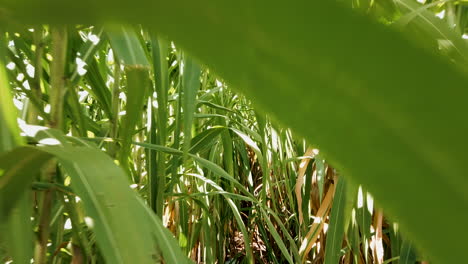 Caminando-Entre-La-Plantación-De-Caña-De-Azúcar-En-Brasil,-Alejar